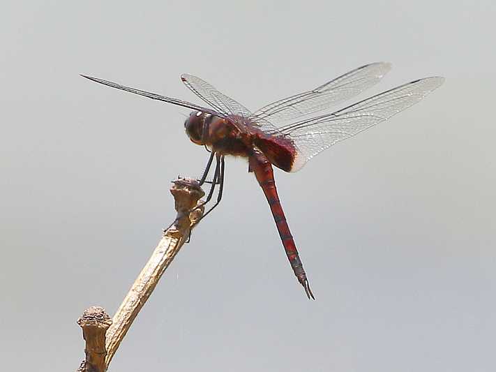 J19_9126 Tramea limbata male.JPG